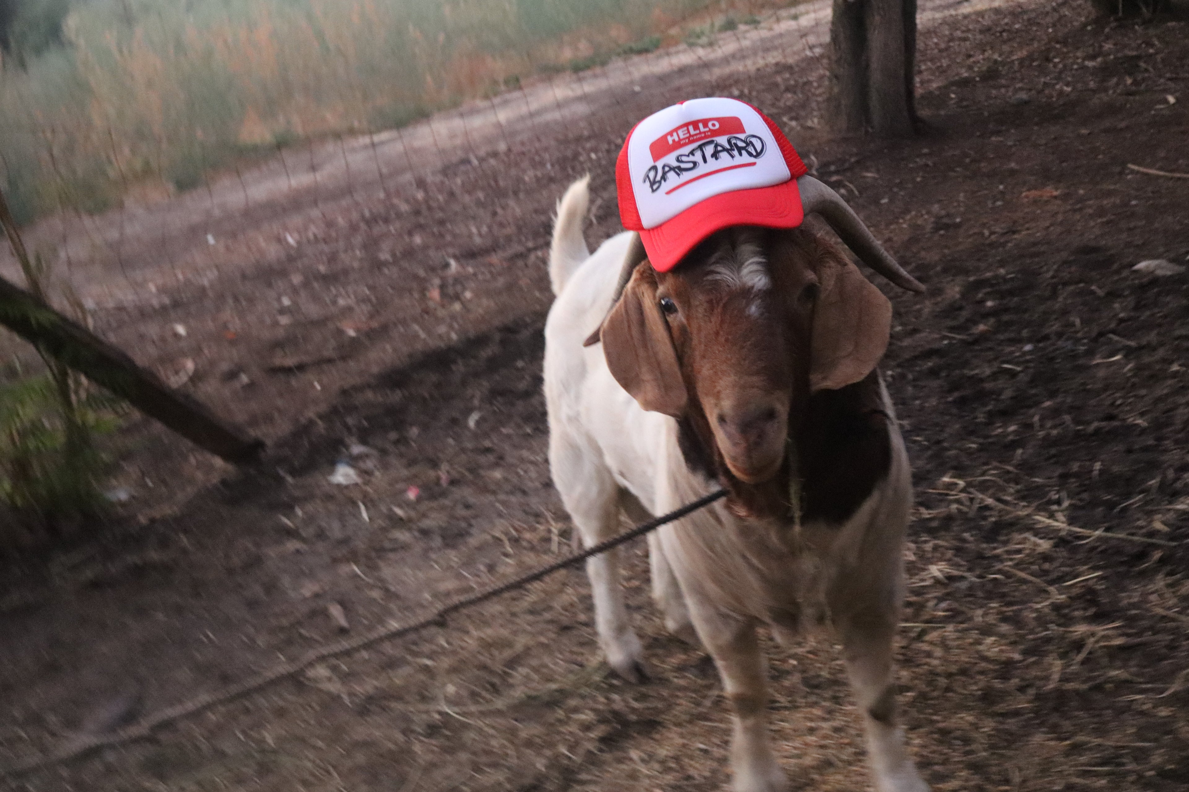 BASTARD TRUCKER